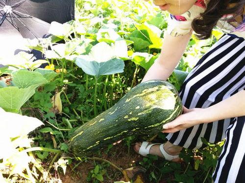 幼儿吃兰瓜行吗,幼儿食用兰瓜的安全性探讨