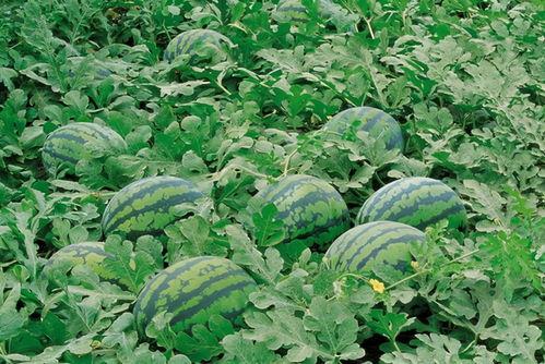 略阳吃瓜比赛,略阳吃瓜大赛盛况空前