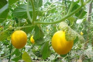 吃伊丽莎白瓜嘴疼,却引发嘴疼困扰揭秘