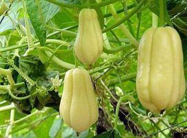 佛手瓜新鲜的能发芽吃吗,能否食用揭秘