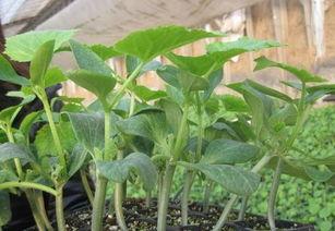 吃瓜的黄瓜苗,黄瓜苗的生机盎然与吃瓜乐趣