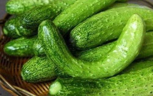 吃瓜的黄瓜苗,黄瓜苗的生机盎然与吃瓜乐趣