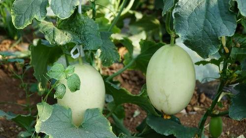 老丑瓜怎么吃,解锁美味新境界