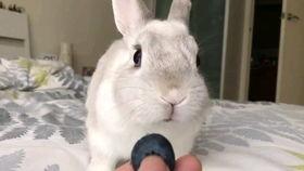 吧唧小兔吃瓜,吧唧小兔的瓜界探险记