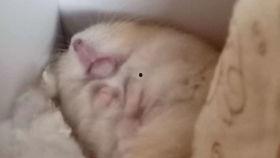 吧唧小兔吃瓜,吧唧小兔的瓜界探险记