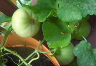 摸鱼吃瓜插画,摸鱼吃瓜插画里的生活百态