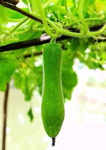 吃瓜还是吃现场的新鲜瓜,吃瓜还是吃现场,新鲜瓜果等你来尝