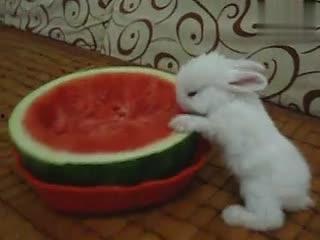 吃瓜兔兔1104,揭秘网络红人的崛起之路