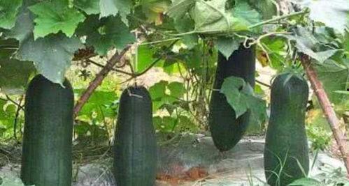 颠茄吃瓜,一场奇妙的植物对话