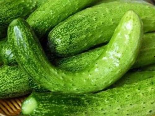 颠茄吃瓜,一场奇妙的植物对话