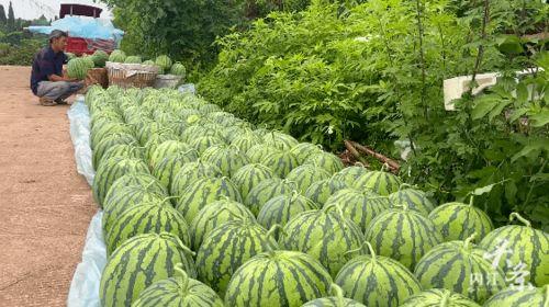 内江吃瓜群众,吃瓜群众的热议焦点