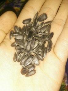 别人吃瓜我吃瓜子,从吃瓜到吃瓜子的趣味演变