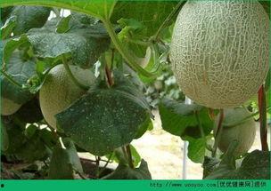 吃哈密瓜容易胖吗