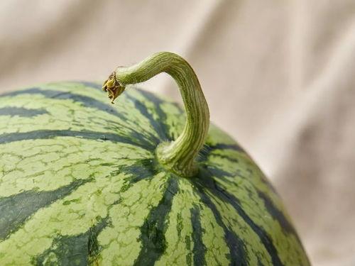 保定人吃瓜,揭秘当地独特的“吃瓜”文化