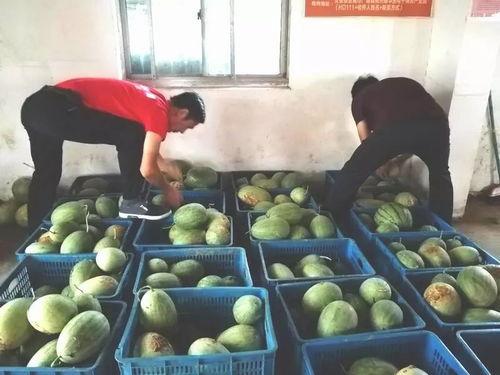 庄园吃瓜酱,揭秘宫廷美食背后的传奇故事