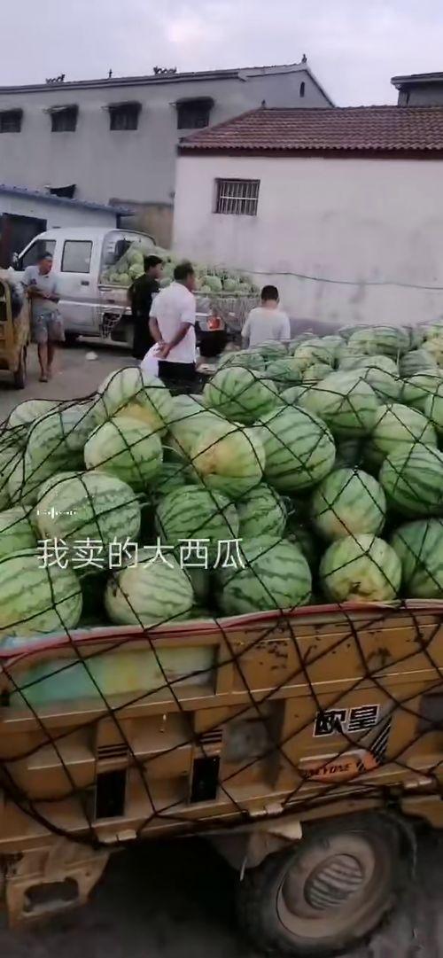 在田里到处吃瓜,田间地头的快乐食光
