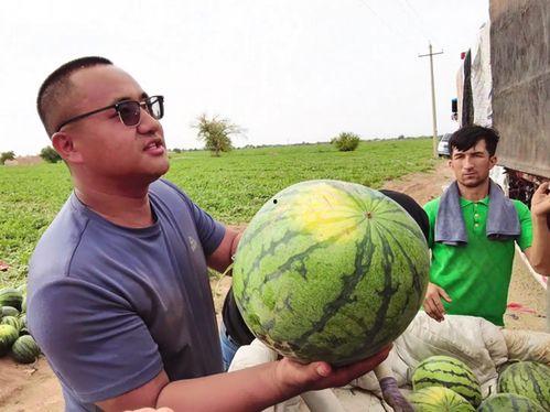 680160吃瓜群,网络热议背后的真相与趣味